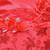 Red Net stitched    dress