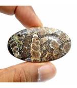45,5 carati Turritella Agata Pietra preziosa sfusa Cabochon Cristallo...