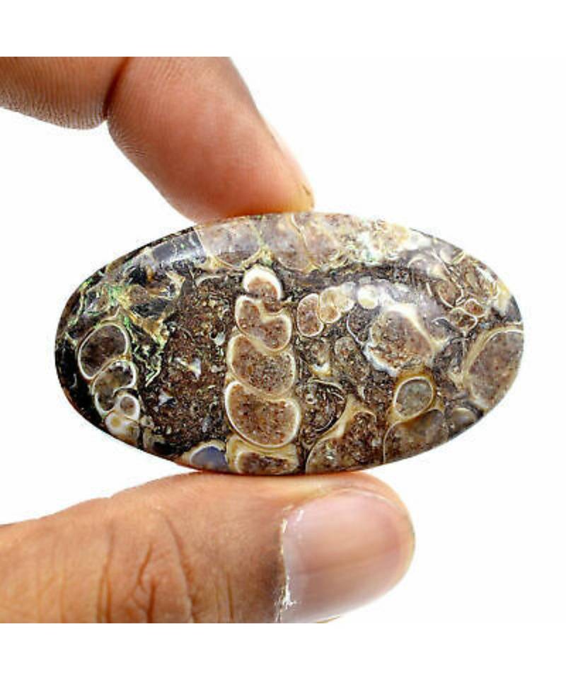 45,5 carati Turritella Agata Pietra preziosa sfusa Cabochon Cristallo...