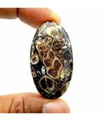 Turritella Agata Pietra preziosa sciolta Cabochon Cristallo di guarigione...