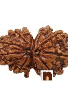 Gauri Shankar Rudraksha Bead With Lab Certificate (1 Pc)