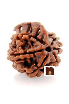 6 Mukhi Ganesh Rudraksha For Good Luck (1 Pc)