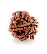 6 Mukhi Ganesh Rudraksha For Good Luck (1 Pc)