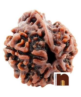 5 Mukhi Ganesh Rudraksha Bead (Lab Certified) (01 Pc) 1