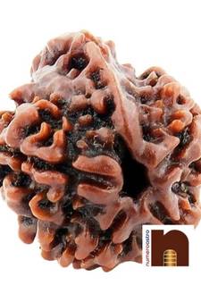 5 Mukhi Ganesh Rudraksha Bead (Lab Certified) (01 Pc)