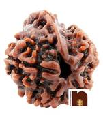 5 Mukhi Ganesh Rudraksha Bead (Lab Certified) (01 Pc)