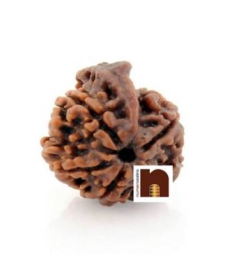 5 Mukhi Ganesh Rudraksha Bead (Lab Certified) (01 Pc) 2