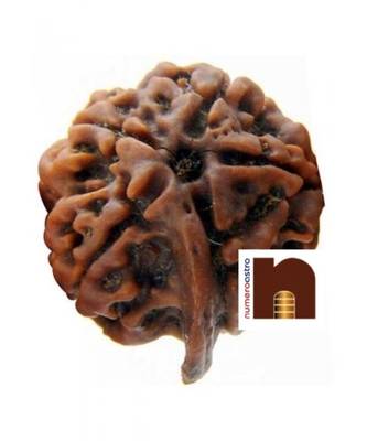 5 Mukhi Ganesh Rudraksha Bead (Lab Certified) (01 Pc) 3