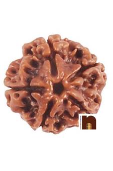 5 Mukhi Rudraksha Bead (Nepali) (Lab Certified) (Pack of 1)