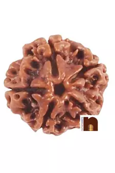 5 Mukhi Rudraksha Bead (Nepali) (Lab Certified) (Pack of 1)