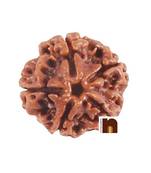 5 Mukhi Rudraksha Bead (Nepali) (Lab Certified) (Pack of 1)