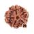5 Mukhi Rudraksha Bead (Nepali) (Lab Certified) (Pack of 1)