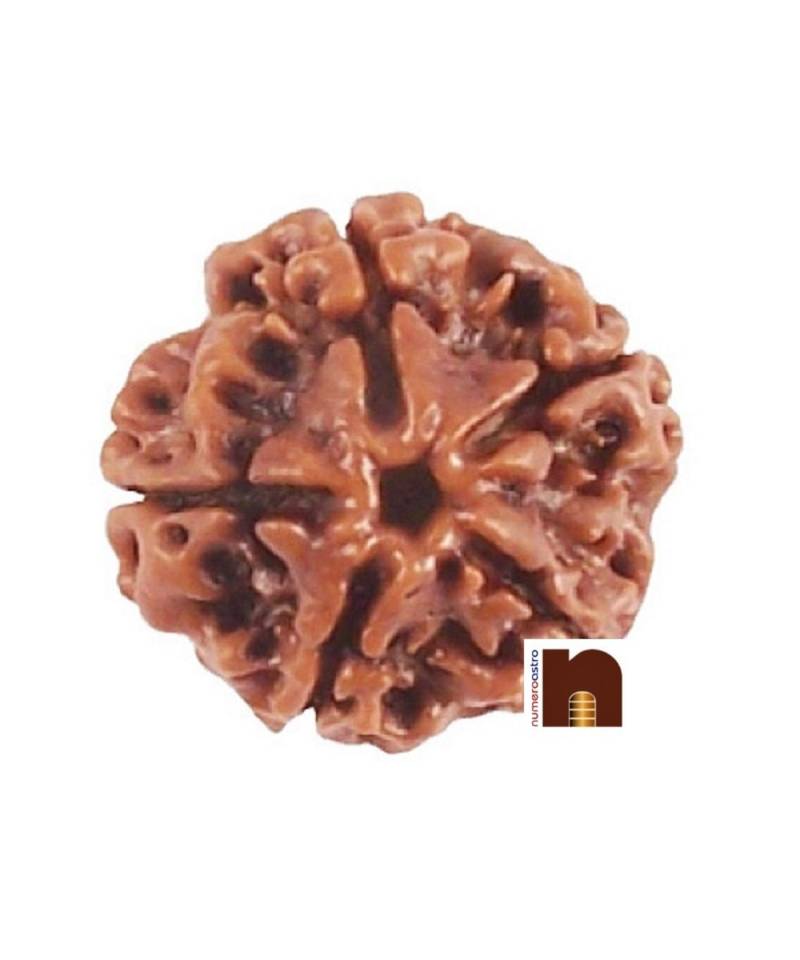 5 Mukhi Rudraksha Bead (Nepali) (Lab Certified) (Pack of 1)