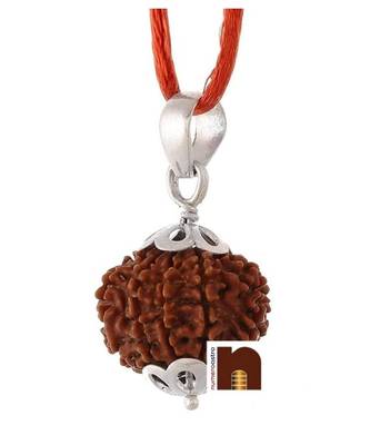 8 Mukhi Rudraksha | Eight Faced Rudraksha Pendant With Lab Certificate (1 Pc) 3