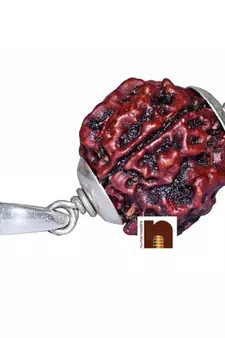 4 Mukhi Rudraksha | Four Faced Rudraksha Pendant With Lab Certificate (White Metal Pendant) (1 Pc)