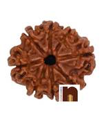 7 Mukhi Round Bead Nepali Rudraksha with Lab Certificate (Brown) (1 Pc)