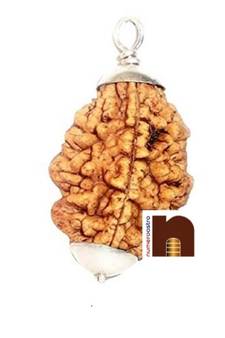 2 Mukhi Rudraksha | Two Faced Rudraksha Pendant With Lab Certificate (White Metal Pendant) (1 Pc)