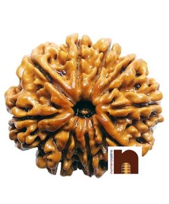 9 Mukhi Rudraksha Bead Nepali With Lab Certificate (1 Pc) 1