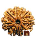 9 Mukhi Rudraksha Bead Nepali With Lab Certificate (1 Pc)
