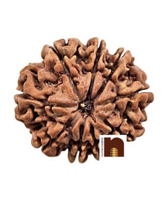 9 Mukhi Rudraksha Bead Nepali With Lab Certificate (1 Pc) 2