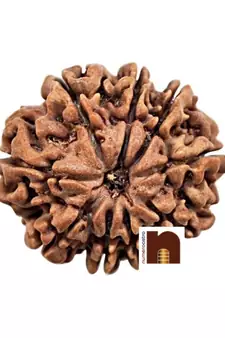 9 Mukhi Rudraksha Bead Nepali With Lab Certificate (1 Pc)