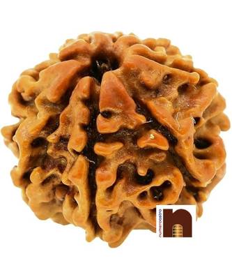 Nepali Eight Faced Rudraksha   8 face   8 mukhi Aath Mukhi Rudraksha Bead with Lab Certificate (1 Pc) 1