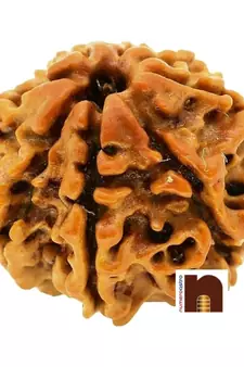 Nepali Eight Faced Rudraksha   8 face   8 mukhi Aath Mukhi Rudraksha Bead with Lab Certificate (1 Pc)