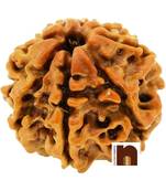 Nepali Eight Faced Rudraksha   8 face   8 mukhi Aath Mukhi Rudraksha Bead with Lab Certificate (1 Pc)