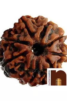 Nepali Eight Faced Rudraksha   8 face   8 mukhi Aath Mukhi Rudraksha Bead with Lab Certificate (1 Pc)