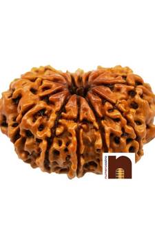 12 Mukhi | Twelve Face Nepali Rudraksha Bead with Lab Certificate (1 Pc)