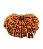 12 Mukhi | Twelve Face Nepali Rudraksha Bead with Lab Certificate (1 Pc)