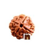 4 Mukhi Lab Certified Rudraksha Bead (Nepali Bead) (Pack of 1)