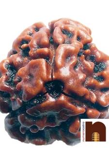  Genuine Lab Certified Rudraksha Beads (Pack of 1)