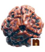  Genuine Lab Certified Rudraksha Beads (Pack of 1)