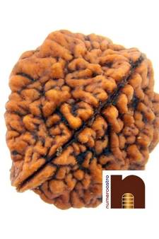 2 Mukhi Lab Certified Rudraksha Bead (Pack of 1)