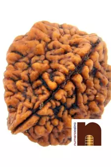 2 Mukhi Lab Certified Rudraksha Bead (Pack of 1)