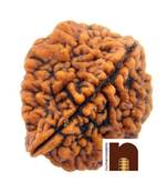 2 Mukhi Lab Certified Rudraksha Bead (Pack of 1)