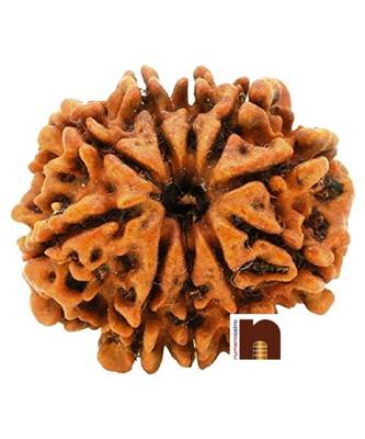 10 Mukhi | Ten Face Nepali Rudraksha Bead with Lab Certificate (1 Pc) 1