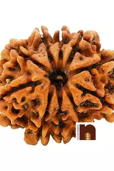 10 Mukhi | Ten Face Nepali Rudraksha Bead with Lab Certificate (1 Pc)