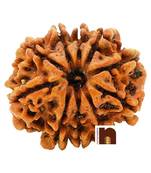 10 Mukhi | Ten Face Nepali Rudraksha Bead with Lab Certificate (1 Pc)