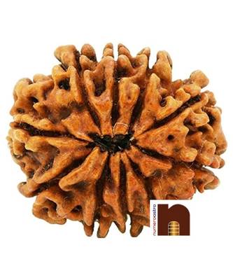 10 Mukhi | Ten Face Nepali Rudraksha Bead with Lab Certificate (1 Pc) 2