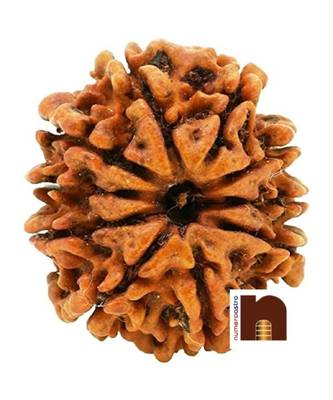 10 Mukhi | Ten Face Nepali Rudraksha Bead with Lab Certificate (1 Pc) 3