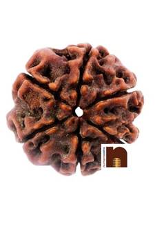 6 Mukhi Rudraksha Bead With Lab Certificate ( 1 Pc)