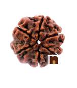 6 Mukhi Rudraksha Bead With Lab Certificate ( 1 Pc)
