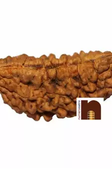 1 Mukhi | One Face Rudraksha Kaju | Half Moon Shape Premium Bead with Lab Certificate ( 1 Pc)