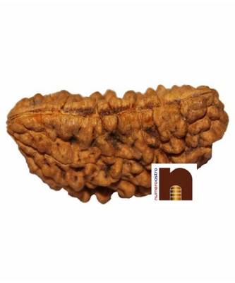 1 Mukhi | One Face Rudraksha Kaju | Half Moon Shape Premium Bead with Lab Certificate ( 1 Pc) 2