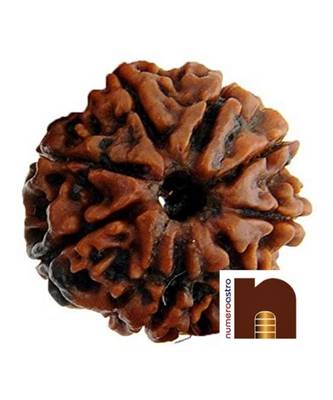 Eight Faced Rudraksha   8 face   8 mukhi Aath Mukhi Nepali Rudraksha Bead with Lab Certificate (1 Pc) 1