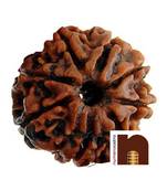 Eight Faced Rudraksha   8 face   8 mukhi Aath Mukhi Nepali Rudraksha Bead with Lab Certificate (1 Pc)