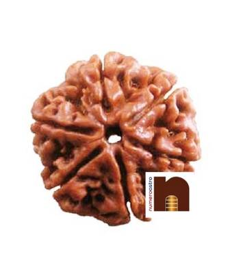  Natural 6 Mukhi Rudraksha Nepali Bead (Lab Certified) (1 Pc) 1