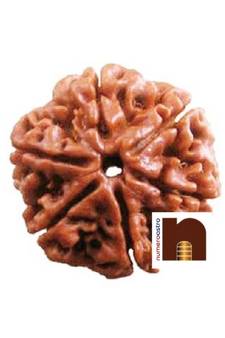  Natural 6 Mukhi Rudraksha Nepali Bead (Lab Certified) (1 Pc)
